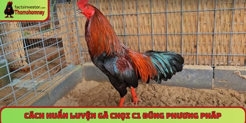 Cách nuôi gà chọi C1 - Nuôi chiến kê bất bại từ A đến Z 7 Cách huấn luyện gà chọi C1 đúng phương pháp