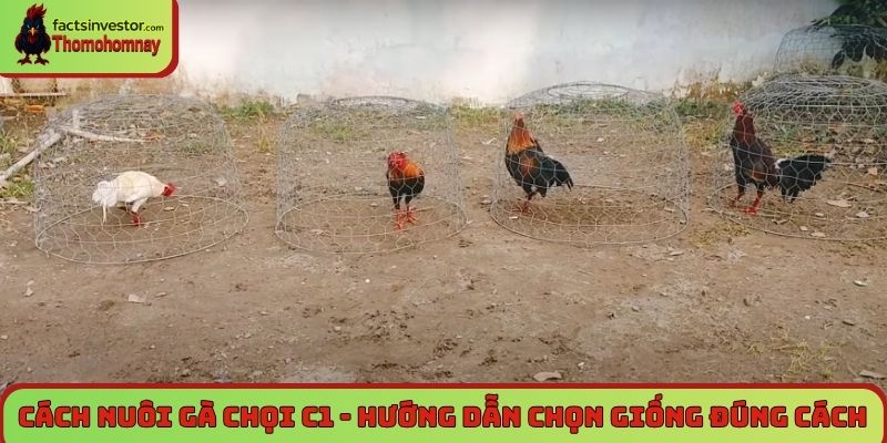 Cách nuôi gà chọi C1 - Nuôi chiến kê bất bại từ A đến Z 5 Cách nuôi gà chọi C1 - Hướng dẫn chọn giống đúng cách