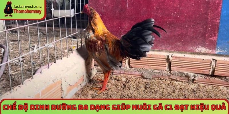 Cách nuôi gà chọi C1 - Nuôi chiến kê bất bại từ A đến Z 6 Chế độ dinh dưỡng đa dạng giúp nuôi gà C1 đạt hiệu quả